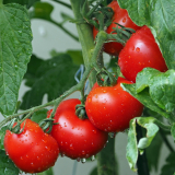 TK Tomaten m. H. gewürfelt