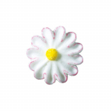 Bom Bellis weiss m. rosa Rand@